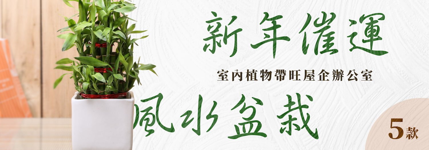 【新年催運風水盆栽推介】5款室內植物帶旺屋企辦公室