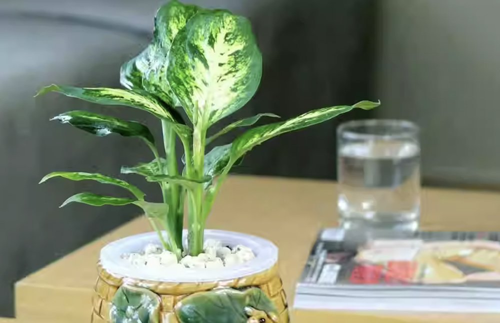 辦綠翡翠萬年青