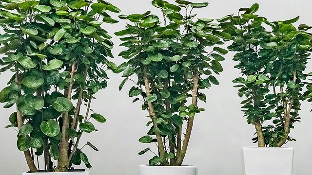 辦公室金錢兜