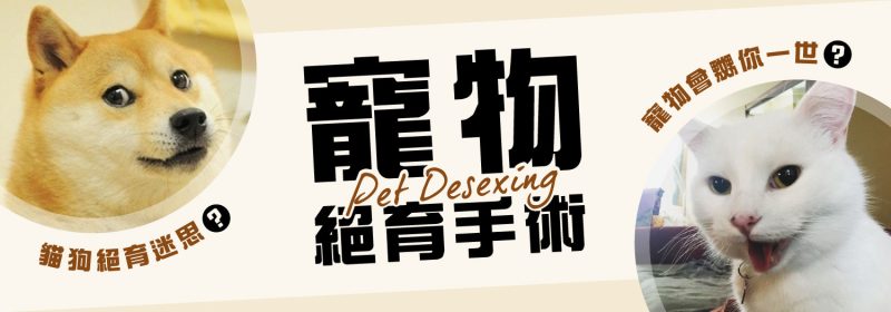 寵物絕育手術會嬲你一世？【一文打破貓狗絕育迷思】