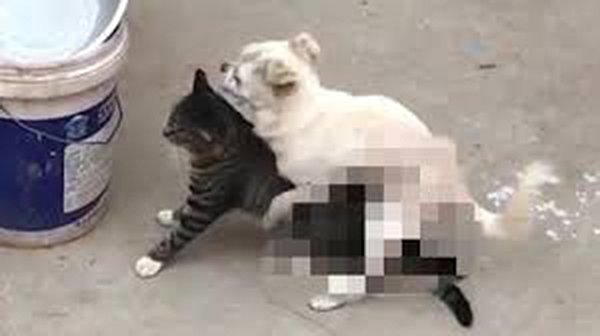 貓狗發情期