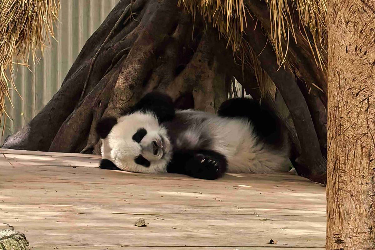 重慶動物園