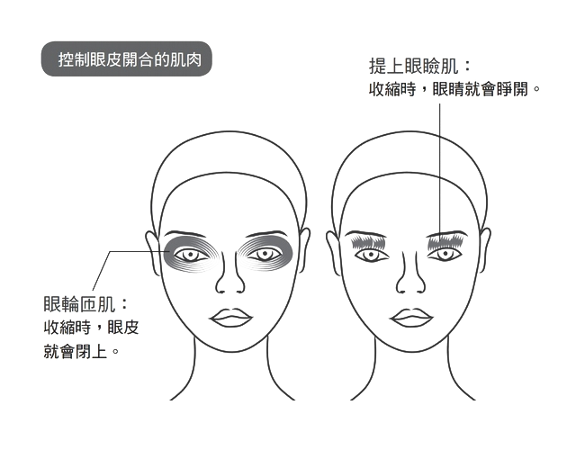 生理性眼皮跳的原因
