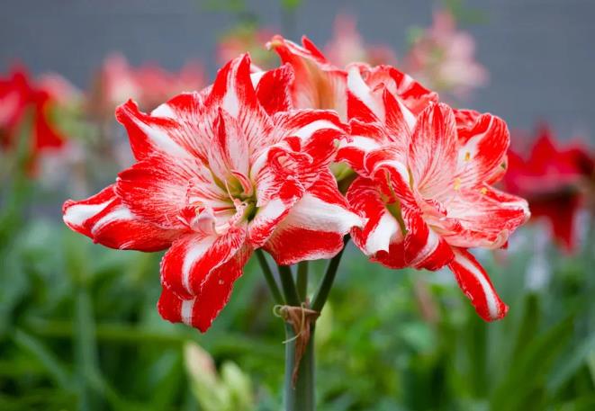 朱頂紅