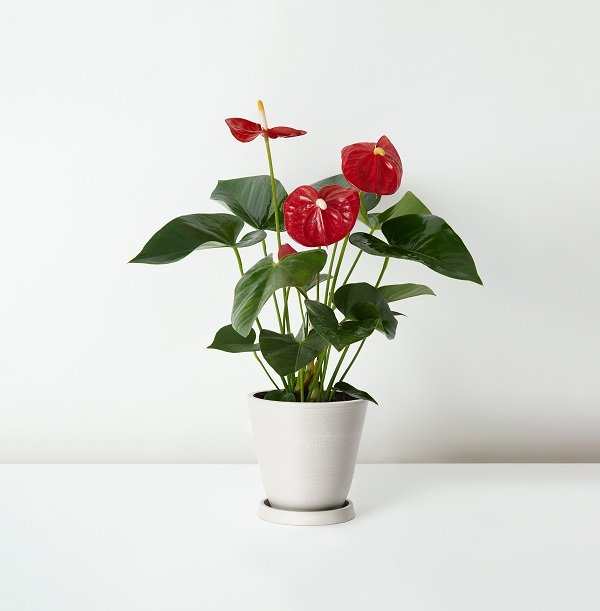 紅掌