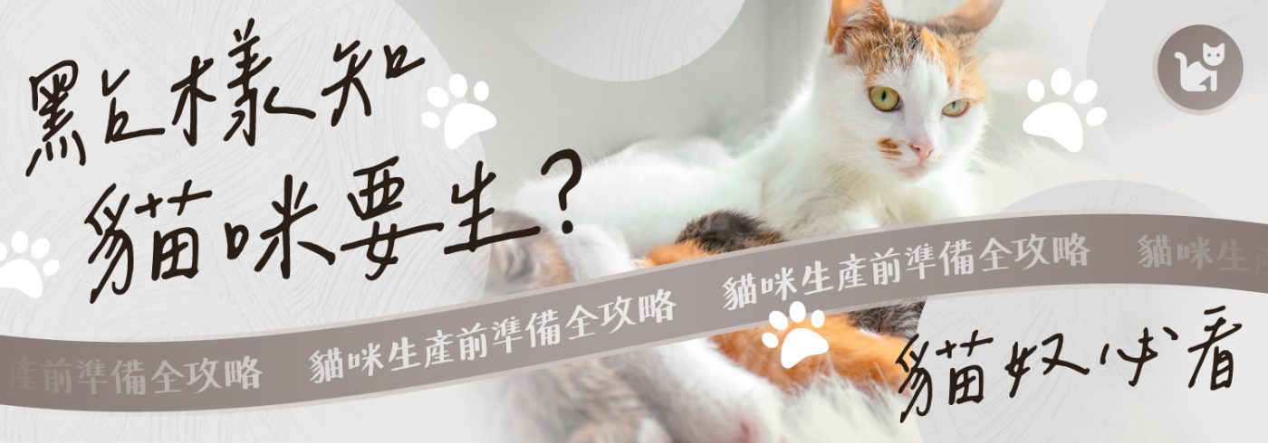 貓咪生產前準備全攻略 Banner:一隻白底花貓與幼貓,背景配上「點樣知貓咪要生?」及「貓奴必看」的手寫風字體。