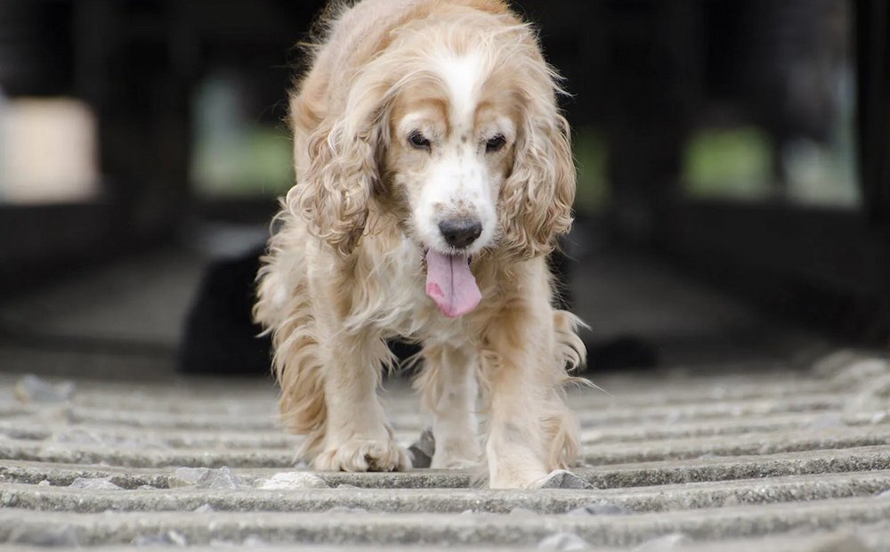 一隻虛弱的可卡犬低頭張嘴喘氣,步伐顯得搖晃。
