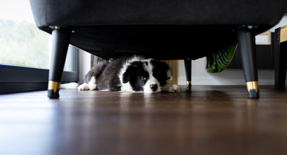 一隻邊境牧羊犬獨自躲在沙發底下,眼神顯得憂鬱。